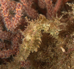 Hippocampus ingens