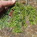 Abies magnifica - Photo (c) Bruce Newhouse,  זכויות יוצרים חלקיות (CC BY-NC-ND), הועלה על ידי Bruce Newhouse