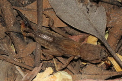 Gryllotalpa monanka