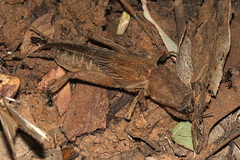 Gryllotalpa monanka