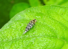 Glipa malaccana