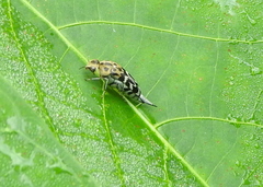 Glipa malaccana