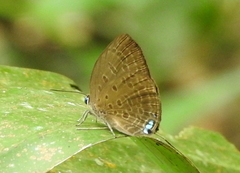 Arhopala amphimuta