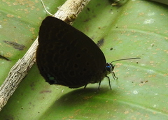 Arhopala amphimuta