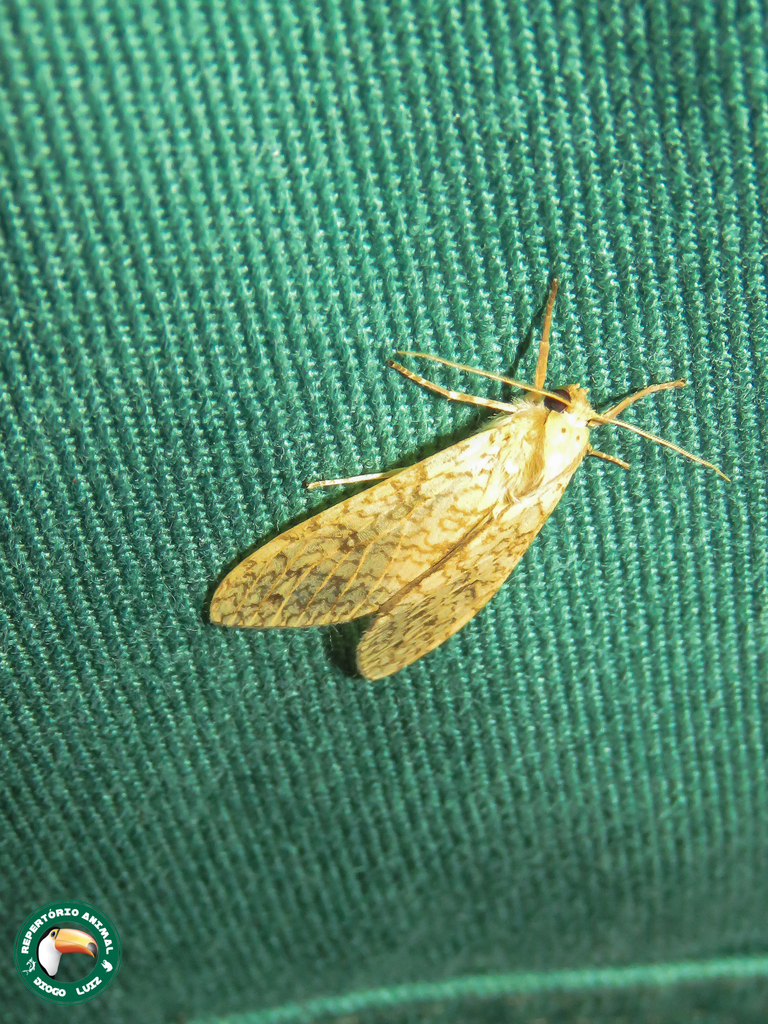 Lophocampa distincta