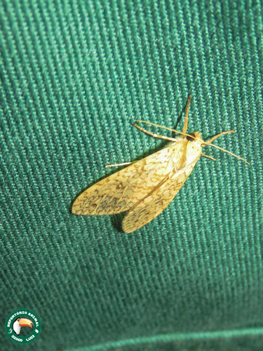 Lophocampa distincta