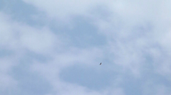 Geranoaetus albicaudatus