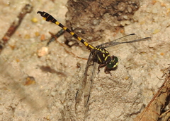 Paragomphus capricornis