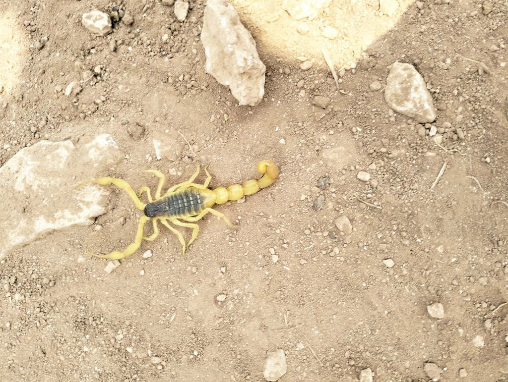Hottentotta jalalabadensis