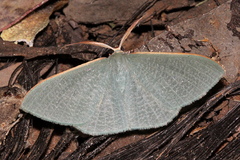 Prasinocyma ocyptera