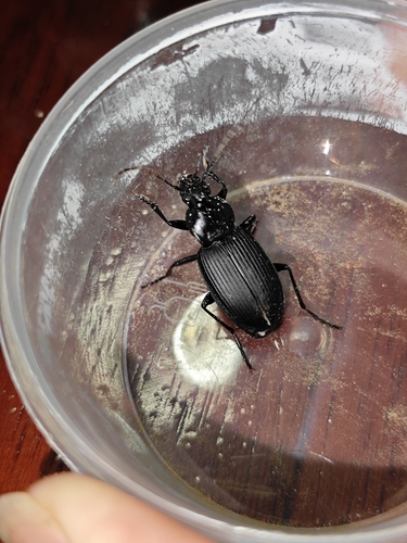 Diplocheila zeelandica