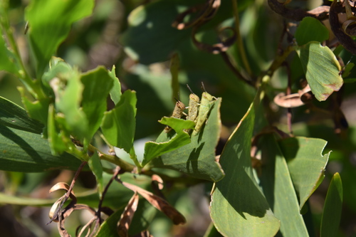 Photo of Giant Grasshopper (Valanga irregularis)