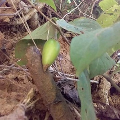 Lycianthes acapulcensis