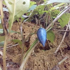 Lycianthes acapulcensis