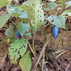 Lycianthes acapulcensis