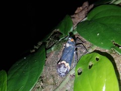 Penthicodes farinosus