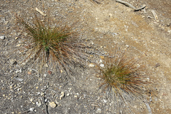 Juncus parryi