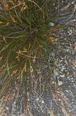 Juncus parryi