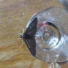 Cydalima perspectalis