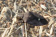 Poecilometis darwini