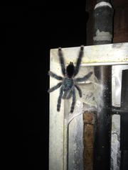 Avicularia avicularia