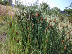 Typha laxmannii