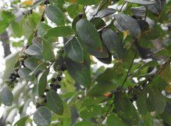 Bridelia tomentosa