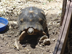 Astrochelys radiata