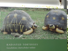 Astrochelys radiata