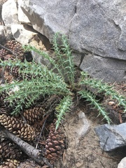 Cirsium arizonicum arizonicum