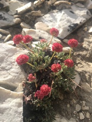 Eriogonum gracilipes