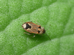 Melanotelus villosulus