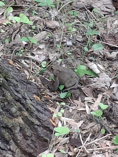 American Toad