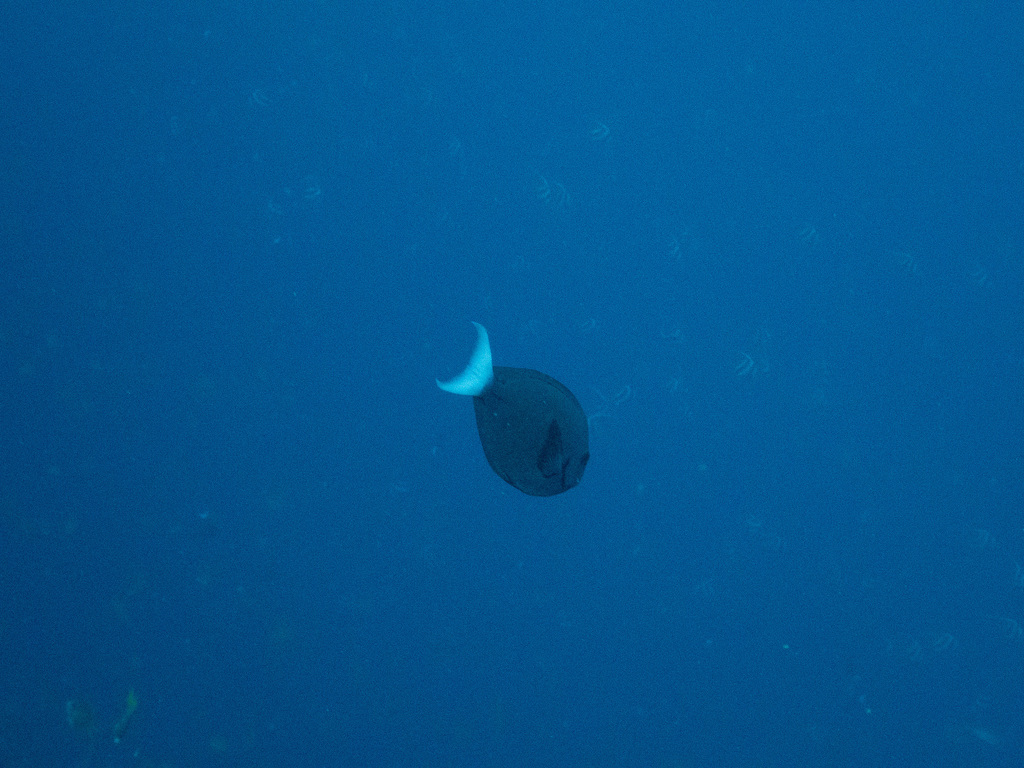 Thompson's surgeonfish