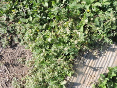 Amaranthus polygonoides