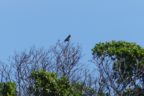 Corsican Finch (Carduelis corsicana), photo 6