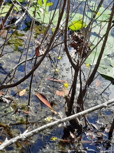 Image of Utricularia inflata by no rights reserved