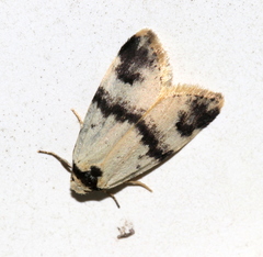 Thallarcha sparsana