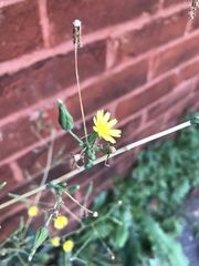 Lactuca serriola