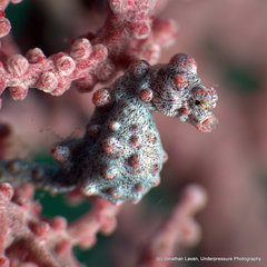 Hippocampus bargibanti