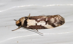 Philobota partitella