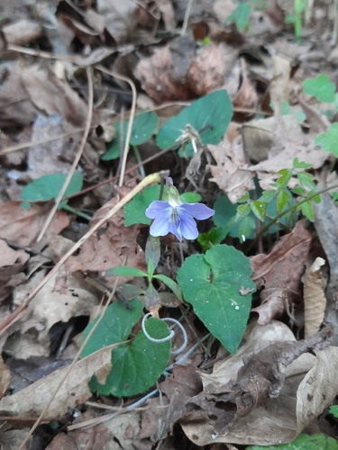 Viola floridana, photograph 4