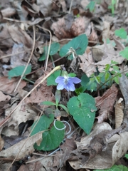 Viola floridana, photograph Brandon Evans, CC0, iNaturalist via GBIF