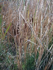 Typha laxmannii