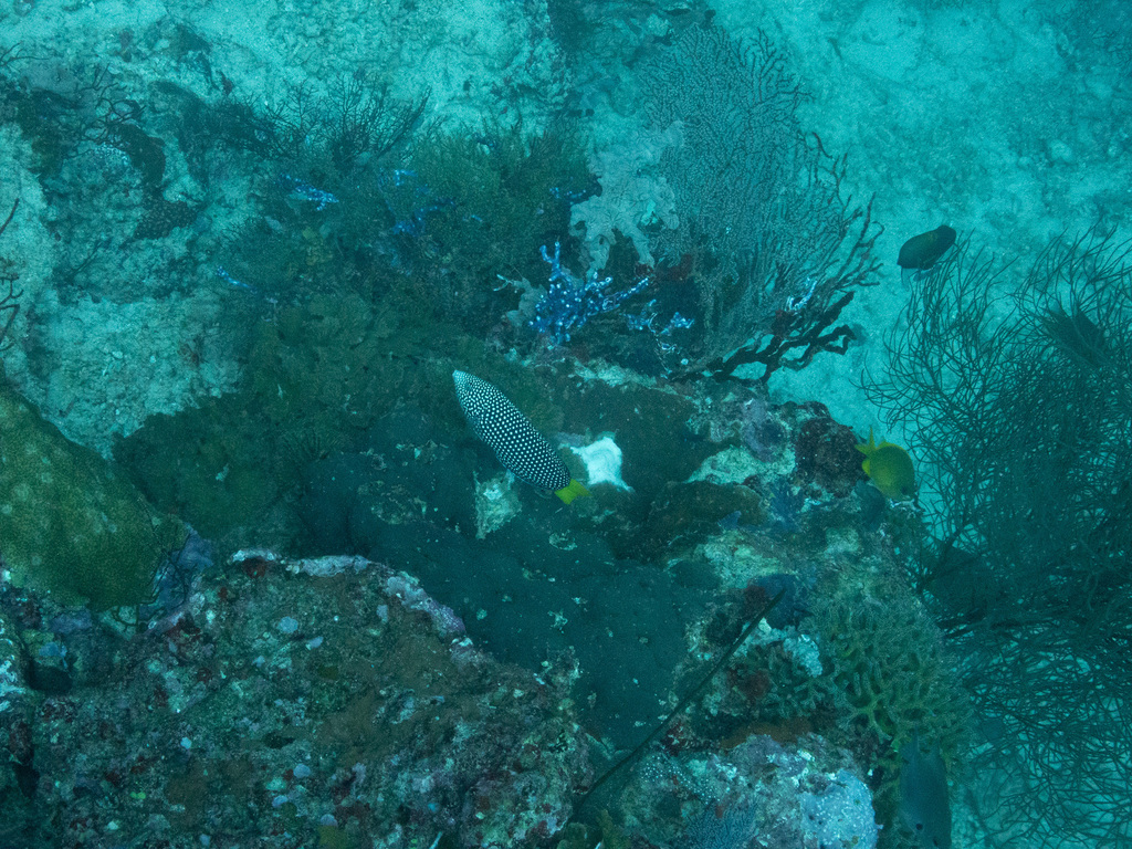 Yellowtail wrasse