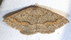 Nearcha tristificata