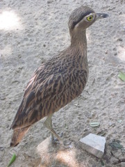 Burhinus bistriatus