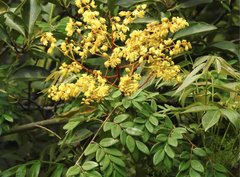 Caesalpinia vernalis