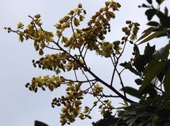 Caesalpinia vernalis