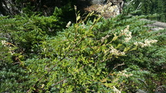 Holodiscus discolor glabrescens